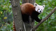 [FOTO/VIDEO] Crvene pande očarale sve u zagrebačkom Zoološkom vrtu, evo kako su proslavile svoj dan