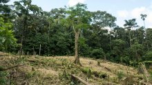 Klimatski skup u Egiptu: Osnovana skupina za kontrolu ispunjenja obećanja o prekidu deforestacije