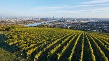 Vinom iz centra grada ponose se Beč i Pariz, a grožđe je nekad raslo i usred Zagreba