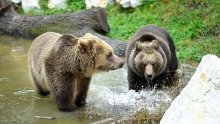 [FOTO/VIDEO] Zagrebački ZOO predstavio dva nova medvjeđa stanovnika