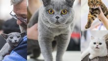 [FOTO] U Zagrebu održana izložba preko 140 mačaka: Pogledajte koje su sve ljepotice paradirale, a bila je i jedna koja se rijetko viđa