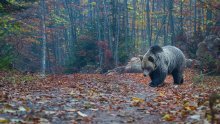 Sretno završena potraga na Velebitu: Planinari se izgubili bježeći od medvjeda