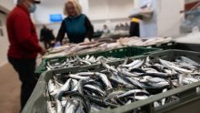 Vrijednost ribarstva u 2021. porasla za 15,9 posto. Glavninu ulova čini plava riba, najviše srdela