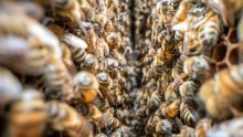 Odbijen Petekov prijedlog urbanog pčelarstva u Zagrebu, Prijatelji životinja objašnjavaju zašto je to dobro