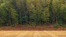 Na dobrom smo putu: Najviše zahvaljujući šumama godišnje se ukloni dvije milijarde tona CO2