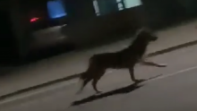 [VIDEO] Zvijer snimljena u okolici Zagreba: 'Vjerojatno se radi o vuku, ali nešto je čudno...'