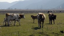Mali poljoprivrednici pokrenuli peticiju protiv odluke o poticajima