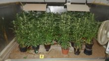 U kući 41-godišnjaka u Ivanjoj Reki pronađeno šest kilograma marihuane