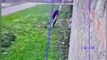 [VIDEO] Pogledajte kako je mafijaški šef pobjegao iz zatvora na Sardiniji