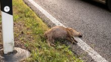 Četiri automobila udarila divljač, policija poziva vozače na oprez