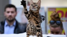 Pogledajte predivne fotografije s izložbe mačaka održane u Zagrebu