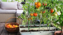 Vrt na balkonu: Ovo je povrće koje ćete lako uzgojiti u udobnosti doma
