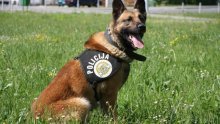 Policijski pas Ajax nanjušio oko kilogram marihuane
