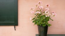 Kako sačuvati pelargonije i ostalo ljetno cvijeće od hladnoće?