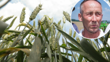 Doznajemo: U Hrvatsku stigla žuta hrđa, rijetka bolest pšenice koja može uništiti sav urod