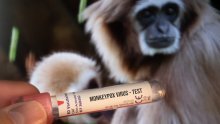 WHO: Majmunske boginje više nisu globalna zdravstvena prijetnja