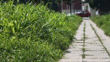 Zašto je Zagreb nepokošen? 'Ispričavam se što je trava previše narasla'
