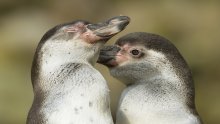Gej pingvini usvojili odbačenu bebu