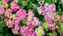 Bajkovite hortenzije: Izbjegnite najčešće pogreške i uživajte u raskošnom cvatu
