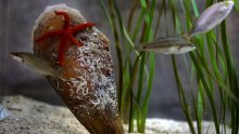 Prava rijetkost: Pronađena živa periska u Istri