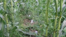 U Zaostrogu otkrivena plantaža trave vrijedna 3 milijuna kuna