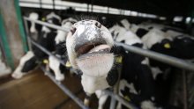 Zbog aflatoksina šteta u Srbiji do 125 milijuna eura