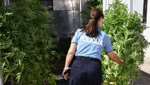 Policija uhitila mladića zbog uzgoja i proizvodnje marihuane