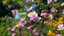 Uživajte u šarenom vrtu do kasne jeseni: Evo koje cvijeće saditi početkom rujna
