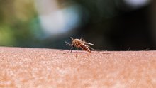 Novi slučaj malarije u Hrvatskoj: 'Uvezen je iz Afrike, nema mjesta panici'