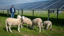 Novi zamah: Hrvatska prepoznala važnost agrosunčanih elektrana u poljoprivredi