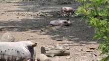 Farmeri u BiH blokirali cestu; traže isplatu potpora zbog loše godine i afričke svinjske kuge