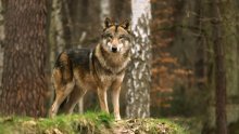 Desnica upozorava na opasnost od vukova, zeleni ih prozivaju za lažne vijesti
