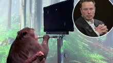 Muskov Neuralink i smrt testnih majmuna 'pod povećalom': Tko govori istinu?