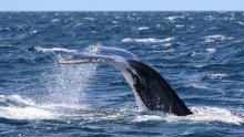 'Apsolutno čudna nesreća' - čovjek preminuo nakon sudara brodice i kita