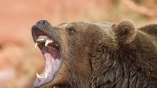 Grizli ubio dvoje izletnika u kanadskoj Alberti