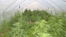 Zagrebačkoj policiji dolijao uzgajivač marihuane; u plasteniku imao 85 stabljika