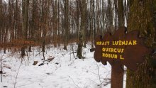 U Vukovaru goleme štete na šumama: 'Kao da se poigrala neka nadnaravna sila'
