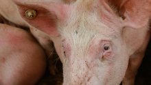 Evo koliko Agroproteinka zarađuje od eutanaziranih svinja