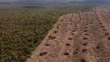 Prvi put u četiri godine usporila deforestacija Amazonije