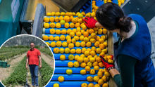 Šef udruge proizvođača agruma: U Neretvi je 99 posto proizvođača mandarina ispravno