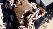 Katastrofa u Italiji: 'Neki su morali ubiti i deset tisuća zdravih svinja'