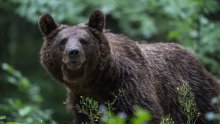 Migrante kod Bihaća napao medvjed, od smrti ih spasio džepni nožić