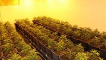 Iznenađenje u zagrebačkoj Dubravi: Otkrivena tri laboratorija za uzgoj marihuane