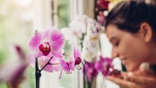 Bez ovoga ne može: Evo što je ključno za dugotrajan rast prelijepih orhideja
