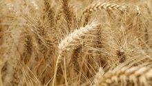 Crne brojke u poljoprivredi: Proizvodnja pšenice smanjena za 14,2 posto
