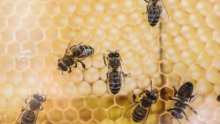 Poljoprivrednici upozoreni kada dolazi do velikog pomora pčela