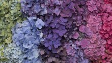 Evo kako možete promijeniti boju hortenzijama u jednom koraku