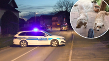 Policija traži čovjeka koji je usmrtio dva psa: 'Svakog su dočekivali mašući repom'