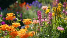 Šareni mirisni vrt: Evo koje sjeme vrijedi posijati već u ožujku
