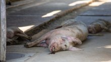 Ukinuta zaražena zona zbog izbijanja afričke svinjske kuge u Zadarskoj županiji